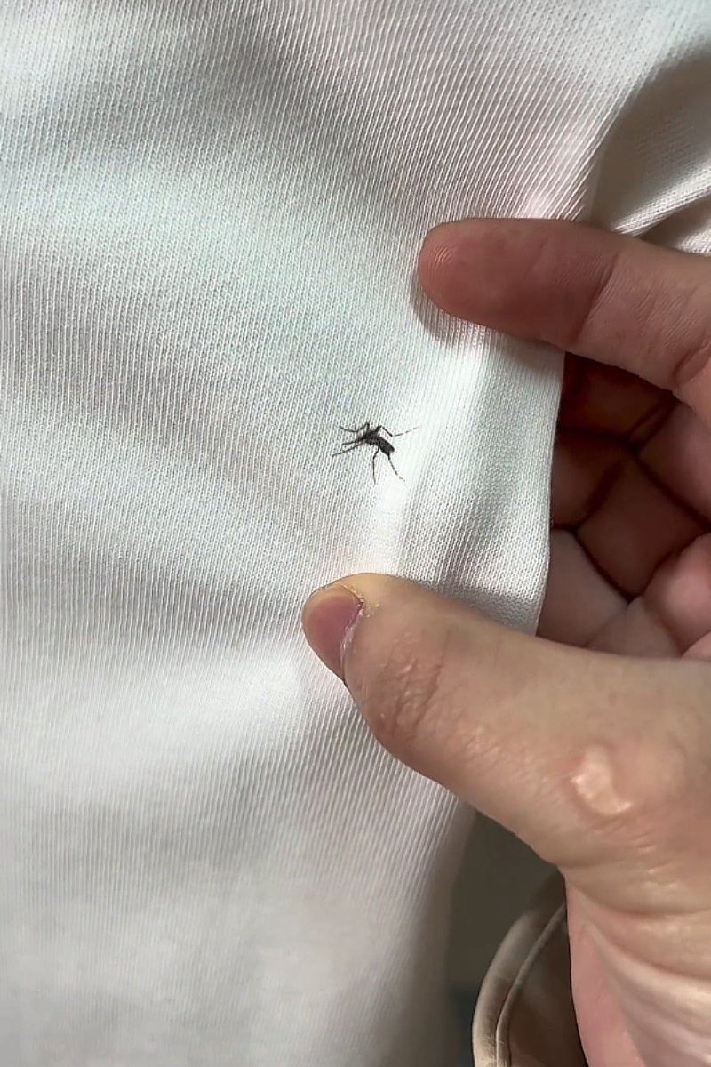 There is a mosquito T-shirt